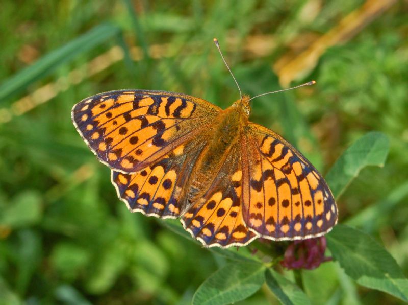 Argynnis da identificare - Argynnis (Fabriciana) niobe